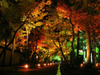 Lámpara de proyector RGB del jardín del jardín 9W LED del paisaje al aire libre